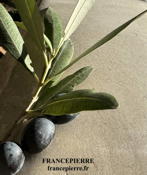 Pierre de Martel : Dallage et Margelles de Qualité, proche Rocamadour en Occitanie