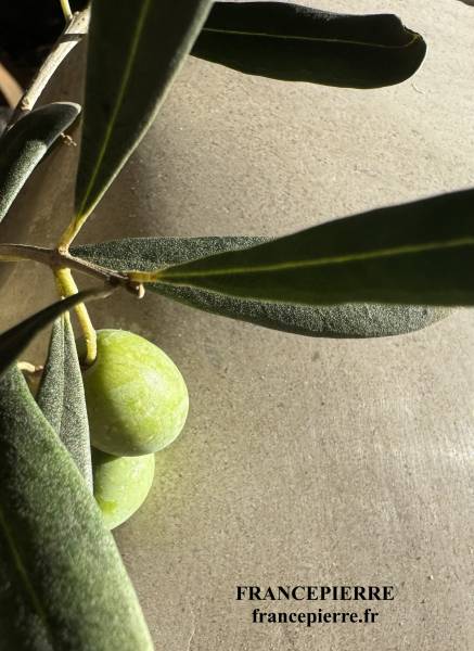 Pierre de Martel : Dallage et Margelles de Qualité, proche Rocamadour en Occitanie