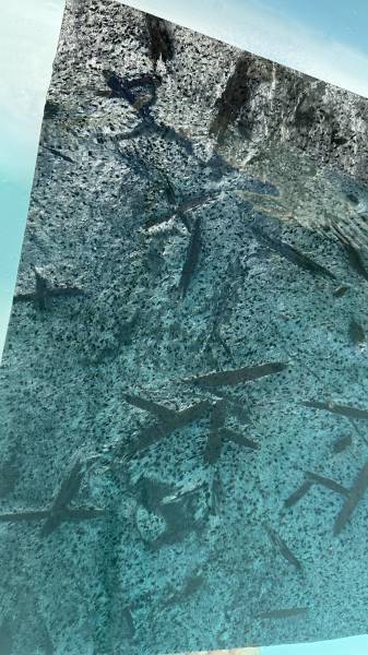 La véritable Pierre de Bali, pierre naturelle pour piscine et bassin.